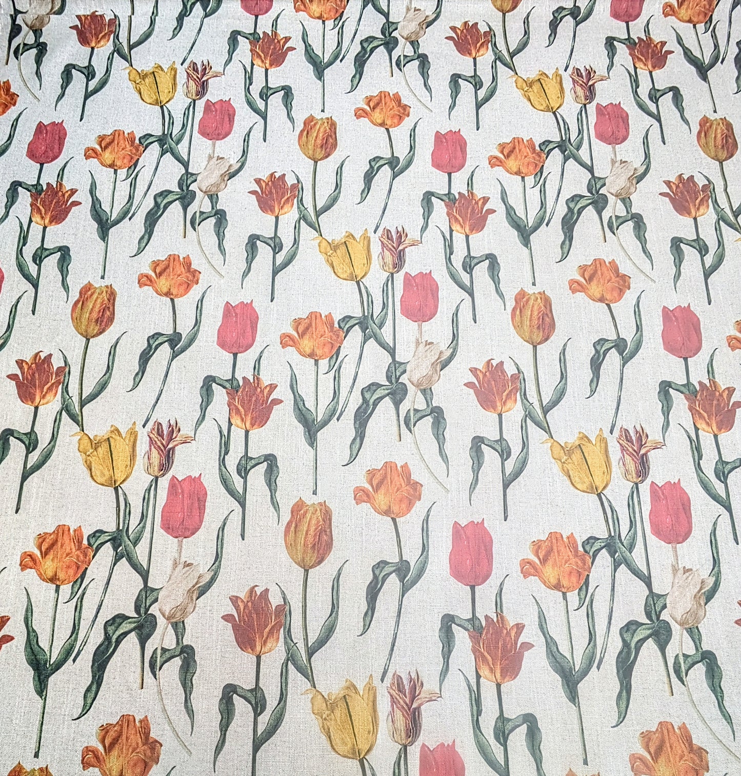 RHS Botanicals - Pieter Van Kouwenhoorn Tulips by Sofas & Stuff