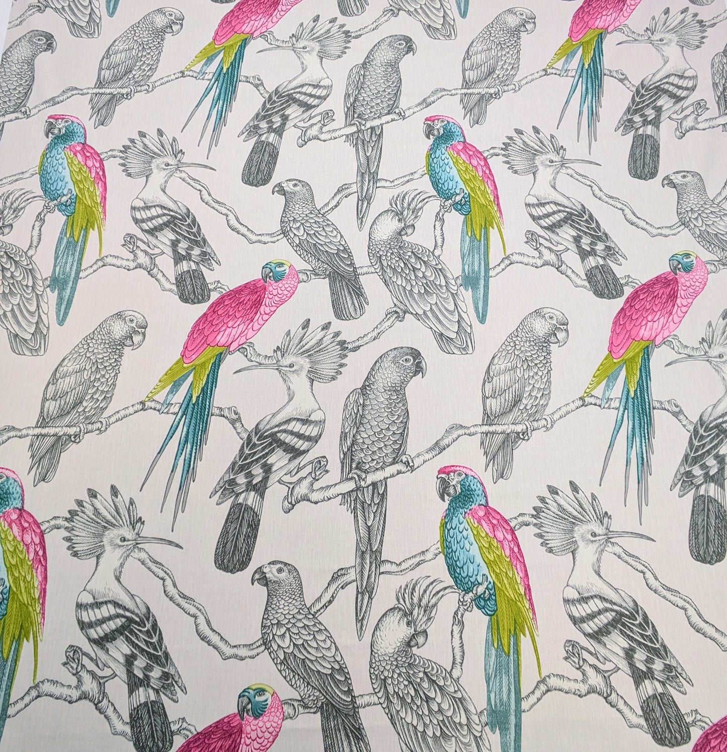 Aviary by ILIV - Begonia Colour