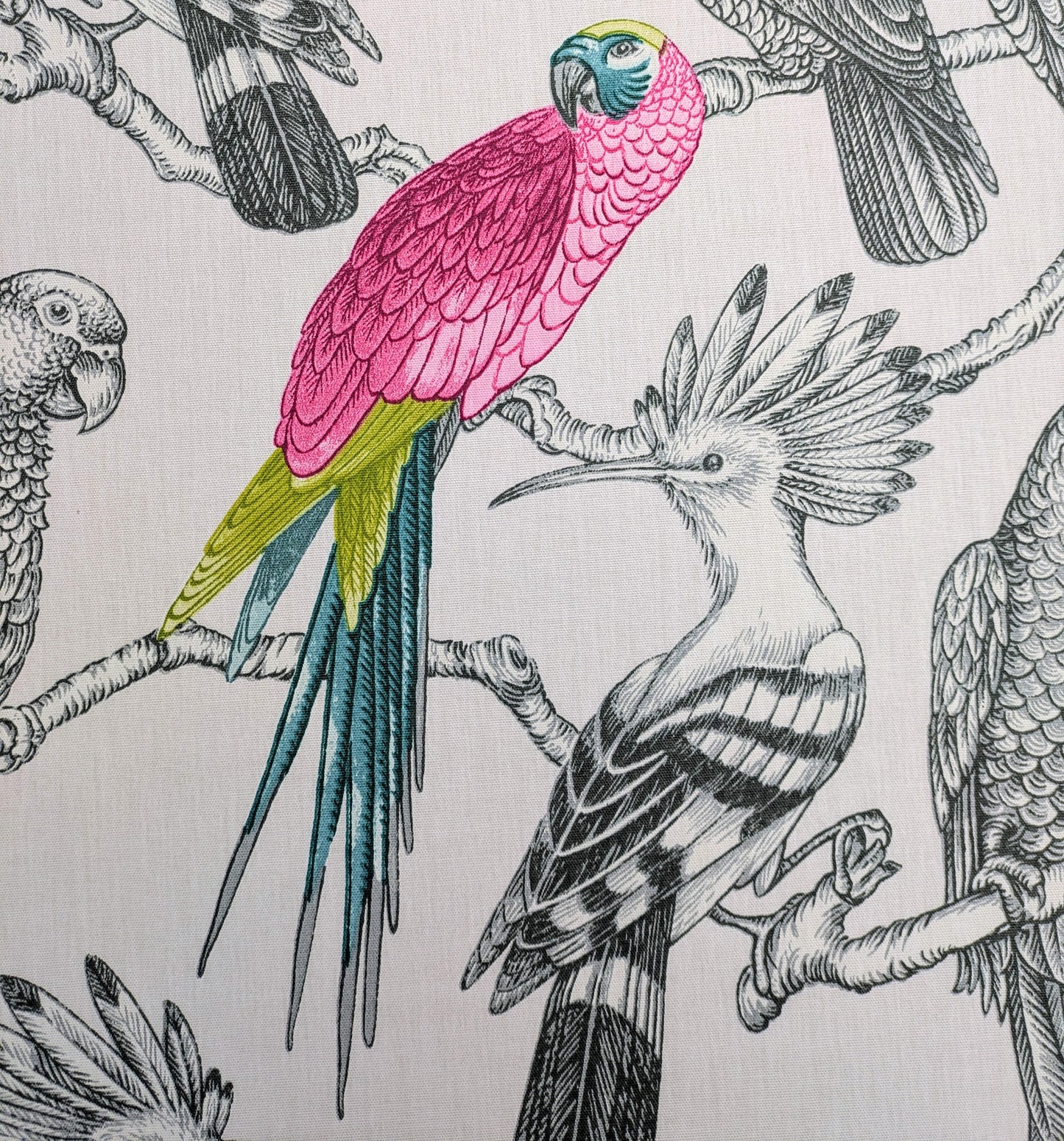 Aviary by ILIV - Begonia Colour