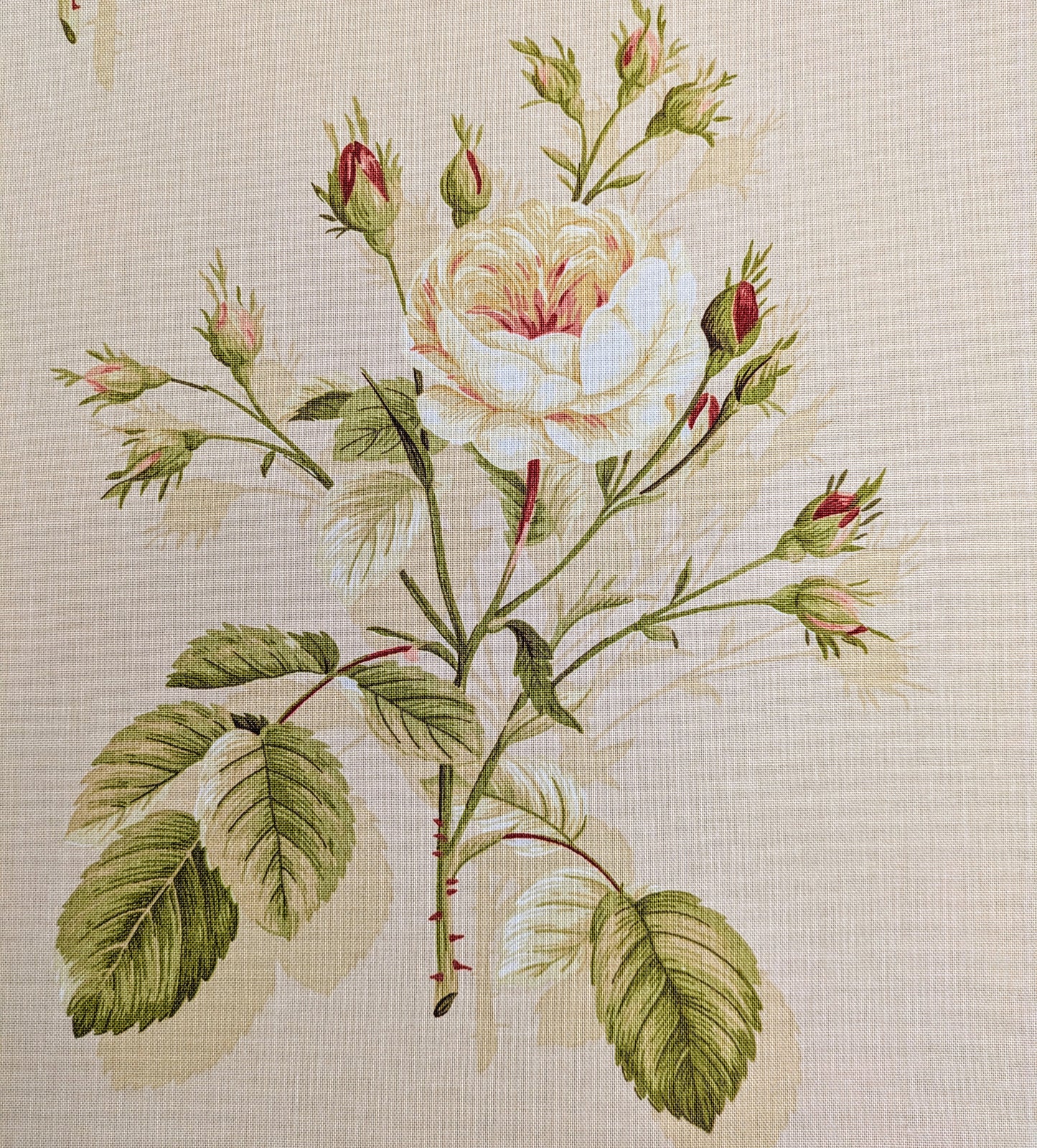 English Rose by Sanderson - Discontinued Fabric